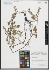 Foto von Salix repens subsp. repens L.